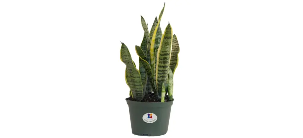 Sansevieria Laurentii Snake Plant
