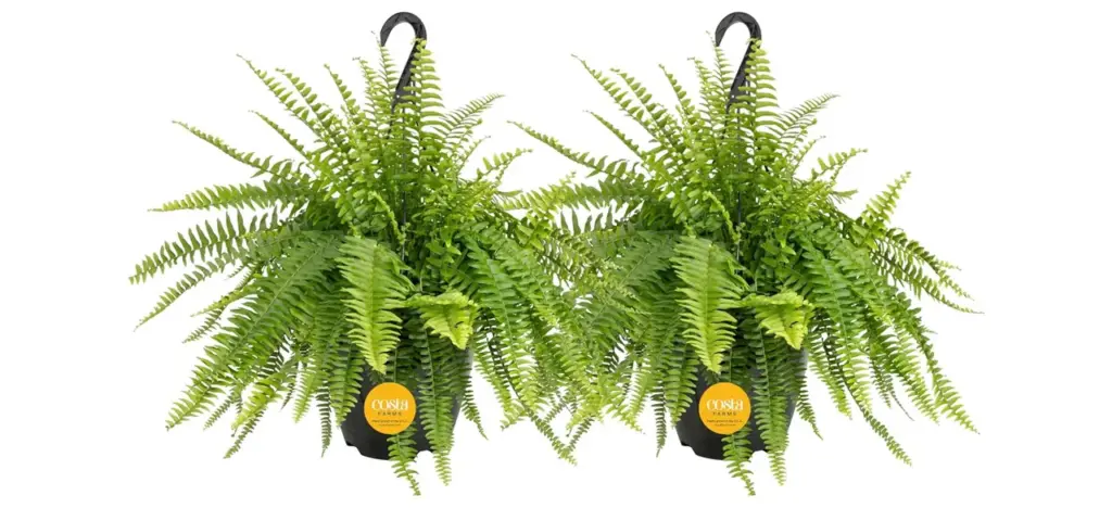 Boston Fern Hanging Plant Basket