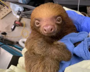 FWC proposes sloth rule changes