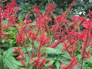 Plant Doctor: Hummingbirds more selective than butterflies about gardens they visit