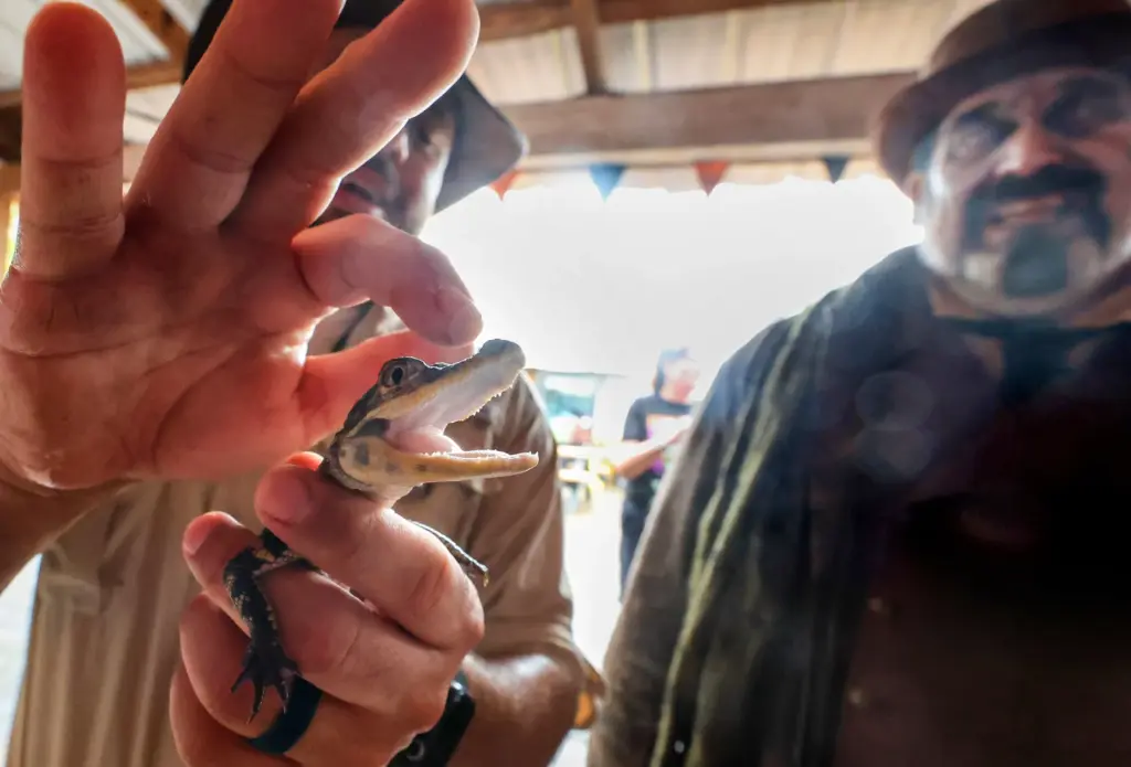 A baby gator and Cyrus The Gravedigger, one of the...