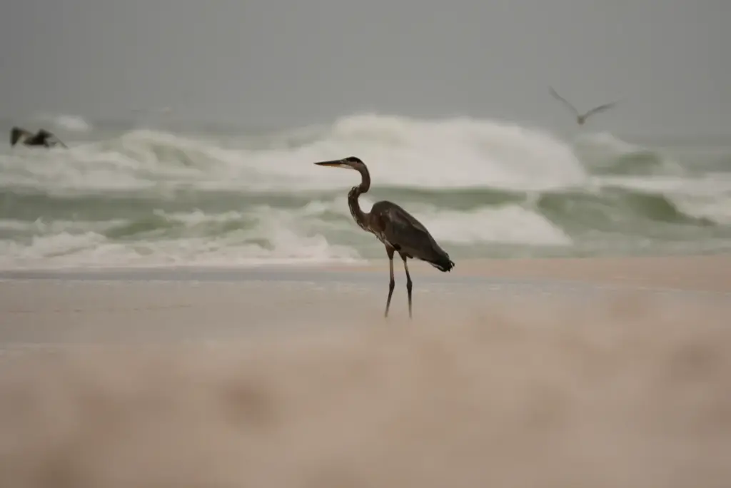 A heron hunts along the rough surf as Hurricane Isaias...