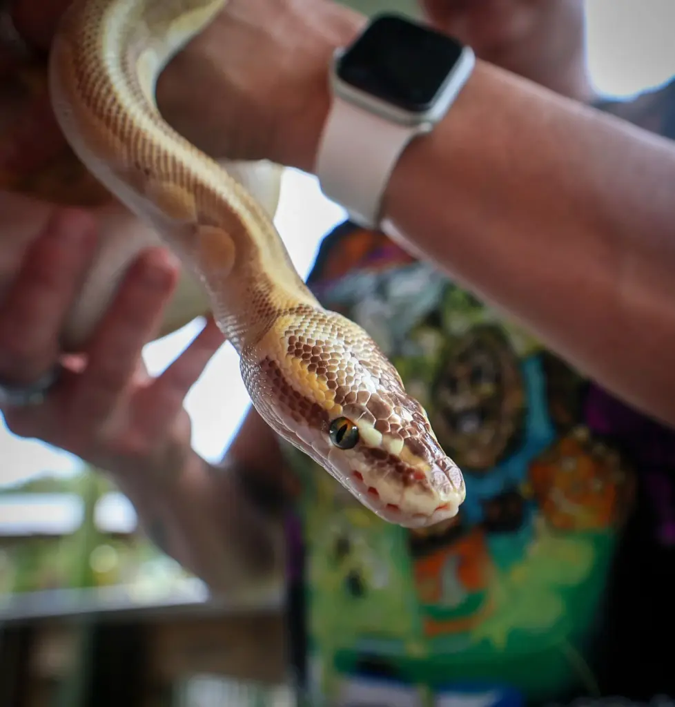Carmen the caramel albino ball python, one of the spooky...
