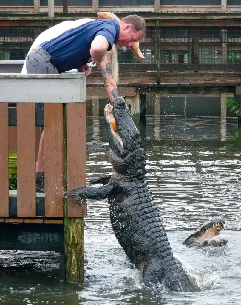 Park Director Mike Hileman has a close call while feeding...