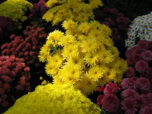 Plant Doctor: Mum really is the word to add some fall color to your landscape