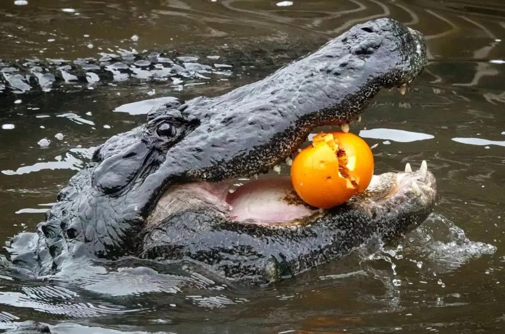 One of Gatorlandâs largest gators makes pumpkin puree during the 8th annual Gators, Ghosts and Goblins event on Thursday. The family-friendly, daytime Halloween celebration takes place weekends through October 25. (Joe Burbank/Orlando Sentinel)