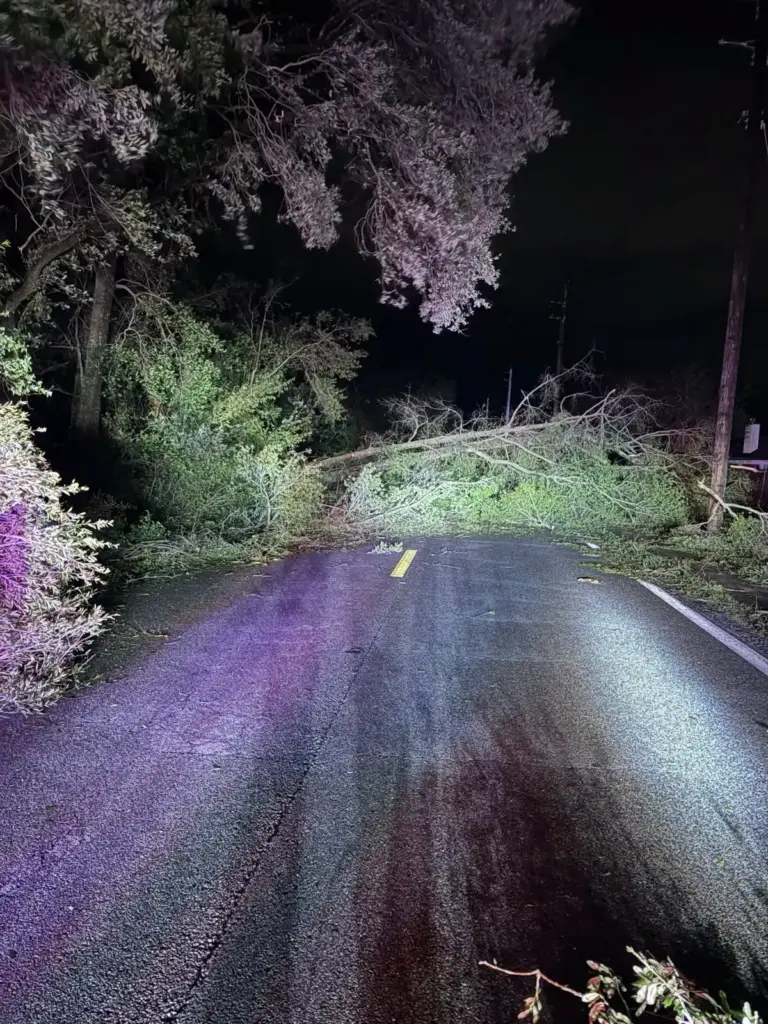 Hurricane Isaias knocked down trees and downed power lines as...